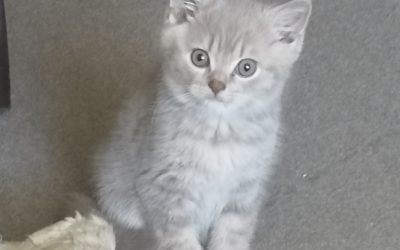 Kajko