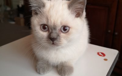 Katia